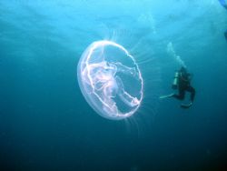 Man-eating jellyfish off Southeast coast of Puerto Rico. by John Thompson 